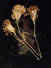 flowers; dried flowers