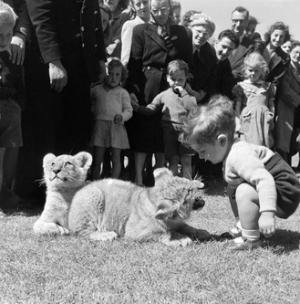 negative - Tiger cubs, London Zoo